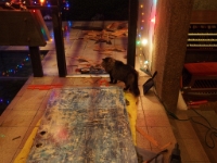 Front door repair 018